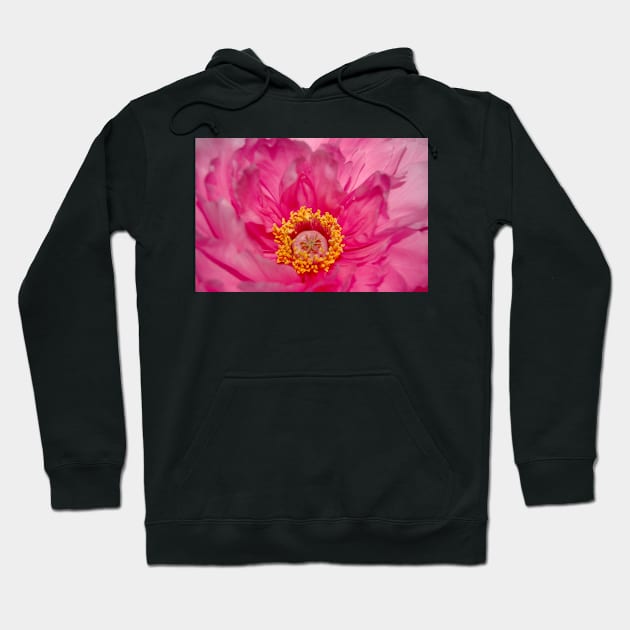 Pink Peony Hoodie by WaterGardens